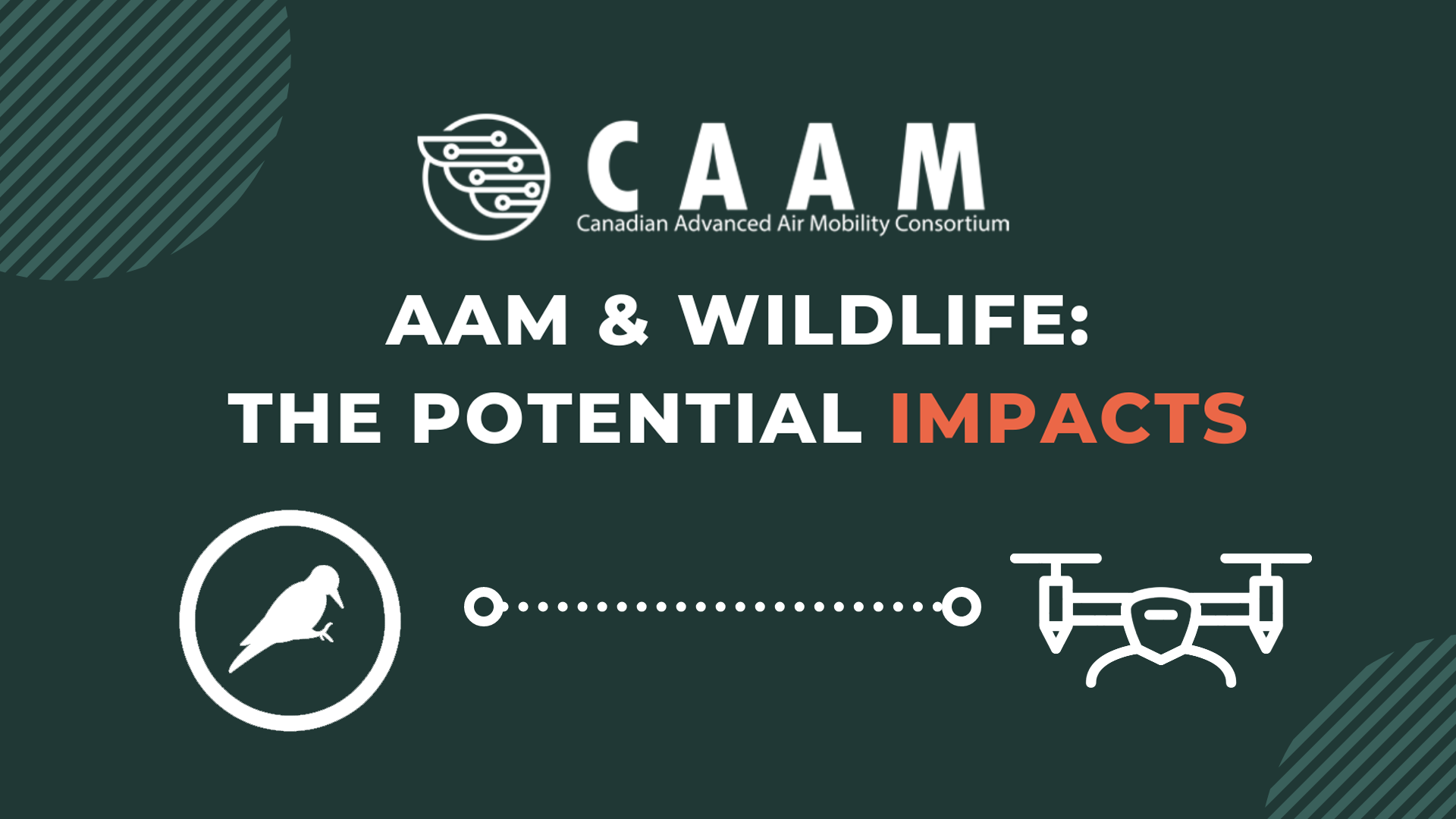 AAM and Wildlife: The Potential Impacts